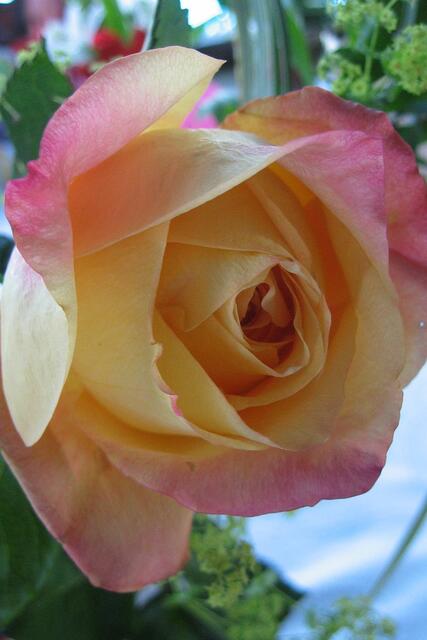 diese Rose wurde verschenkt