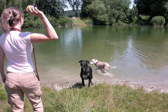 Wer bringt den Tennisball zurück