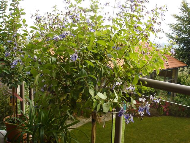 Clerodendrum ugandese oder Blauflügelchen