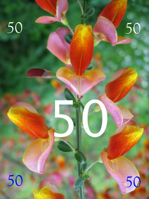 50. Geburtstag - Glückwunsch???