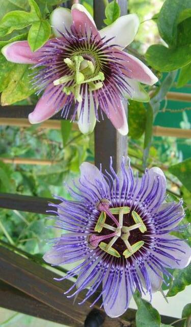 So sollen sie auch nächstes Jahr blühen