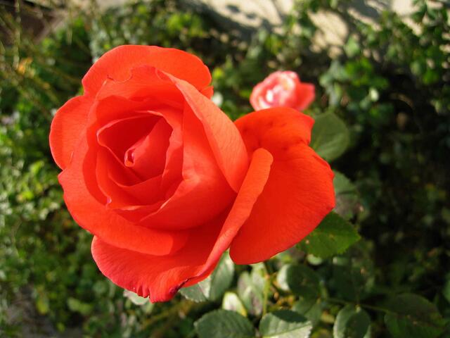 Blumenpracht in St.Ottilien