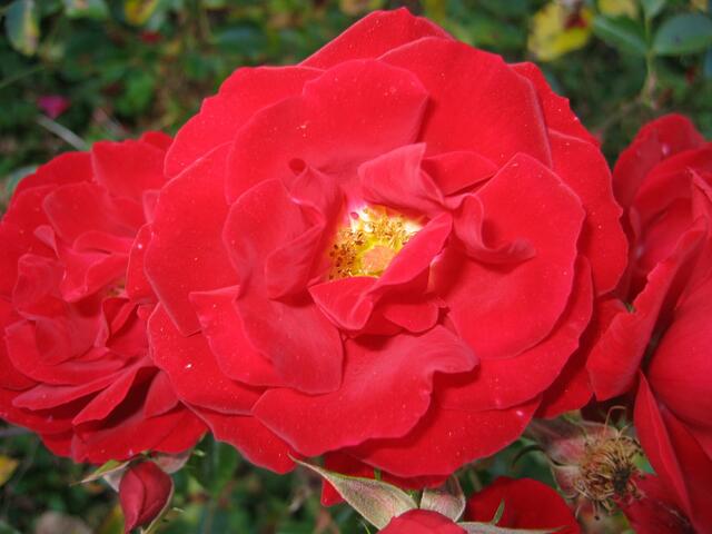 Blumenpracht in St.Ottilien