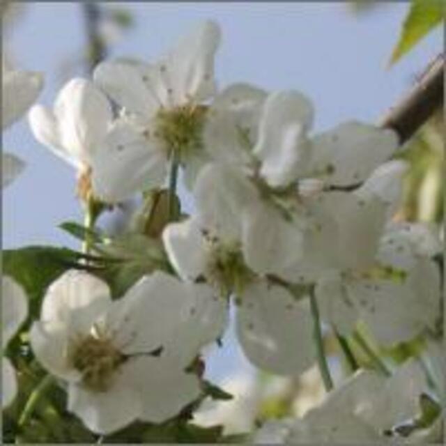 Kirschblüte