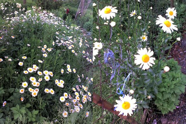 Maragriten im weißen Kleid