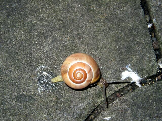 Die Schnecke.....