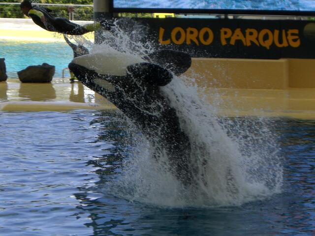 Orca`s im Loro Parque