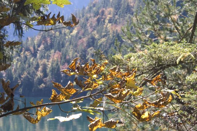 Der Herbst läßt grüßen, das Laub blintelt farbig inmitten von sattem Tannengrün. | Foto: ''