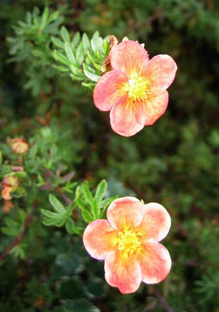 Blumenpracht in St.Ottilien