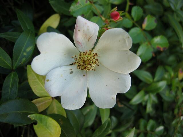 Blumenpracht in St.Ottilien