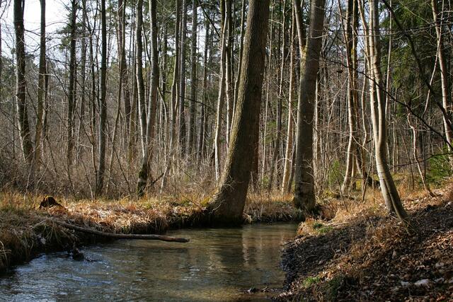 Bachlauf