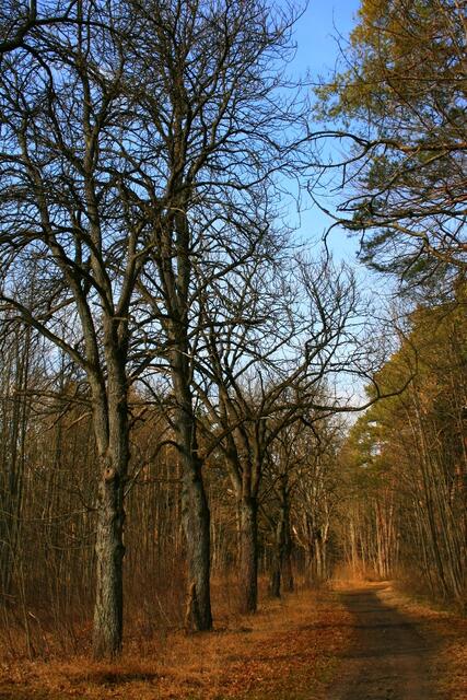 Alte Allee