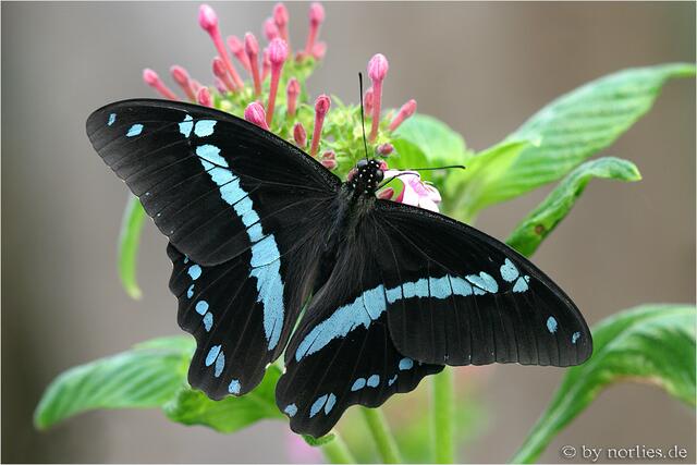 Botanischer Garten Augsburg - Faszination Tropische Schmetterlinge