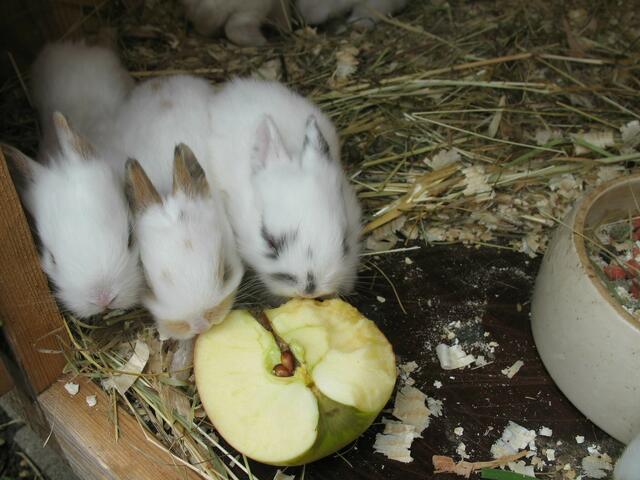 süsse Hasenbabies