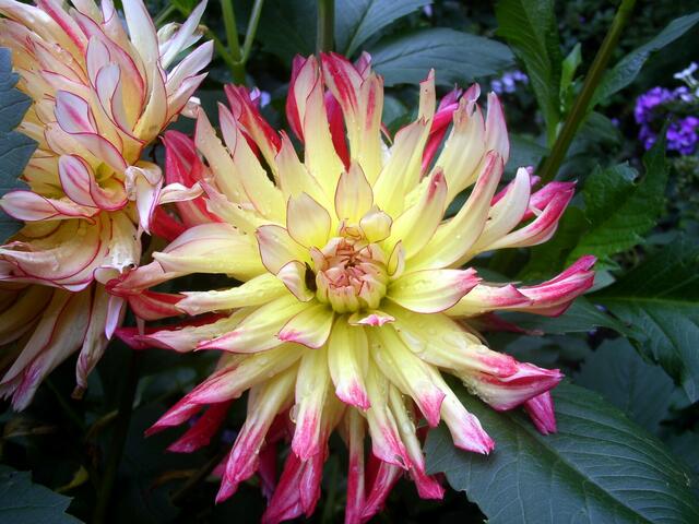 wunderschöne Farben hat diese Blüte