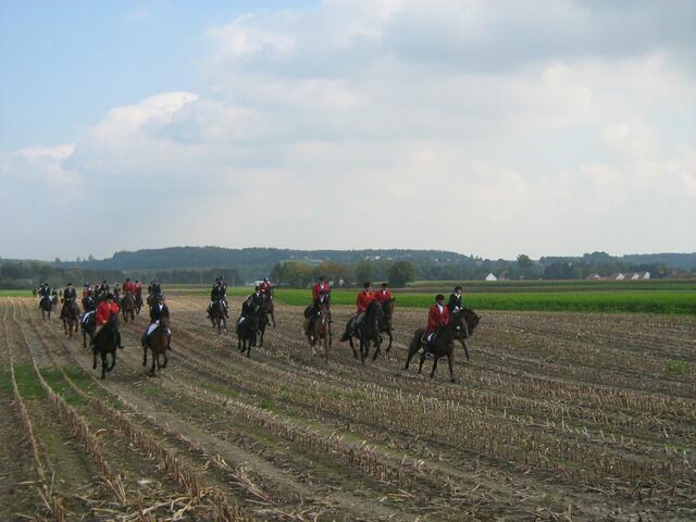 Im schnellen Galopp