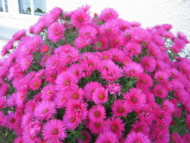 Blumenpracht in St.Ottilien