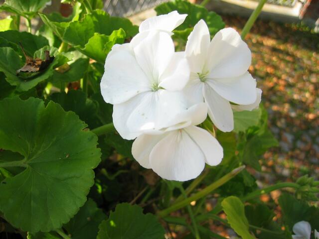 Blumenpracht in St.Ottilien