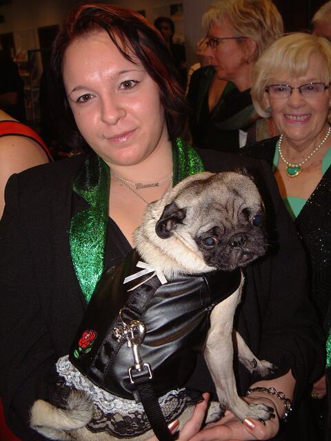 ... er will wohl der erste "Hunde-Faschingsprinz" werden!