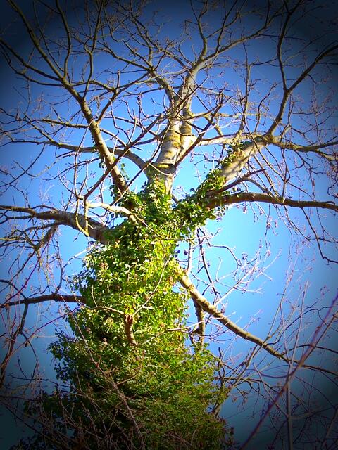 Sag, Himmel, sag es mir!