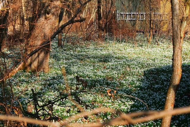 Blumenteppich im Wald