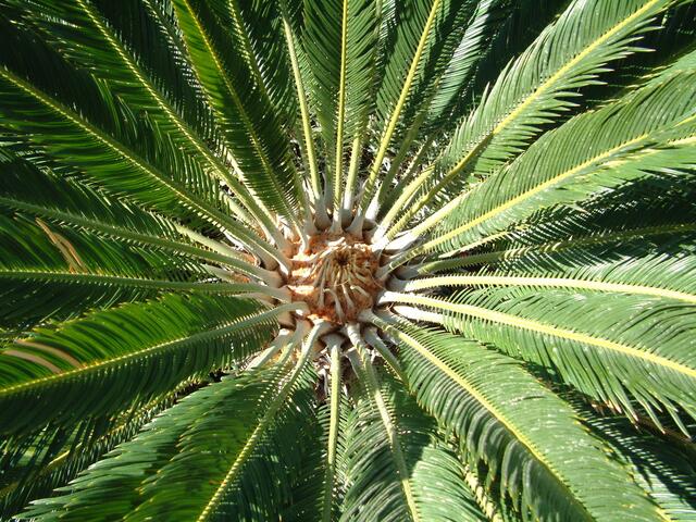Der Schlag des Palmenherzes