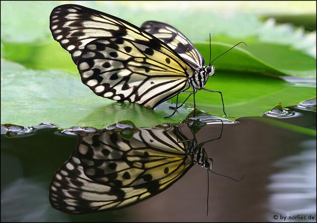 Botanischer Garten Augsburg - Faszination Tropische Schmetterlinge