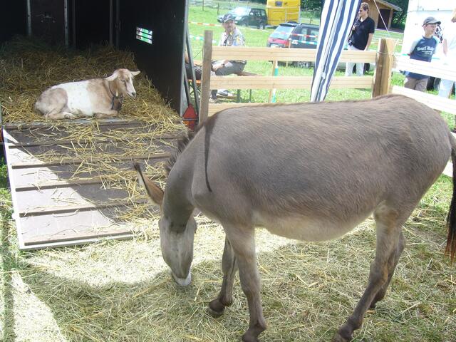 Bock und Esel
