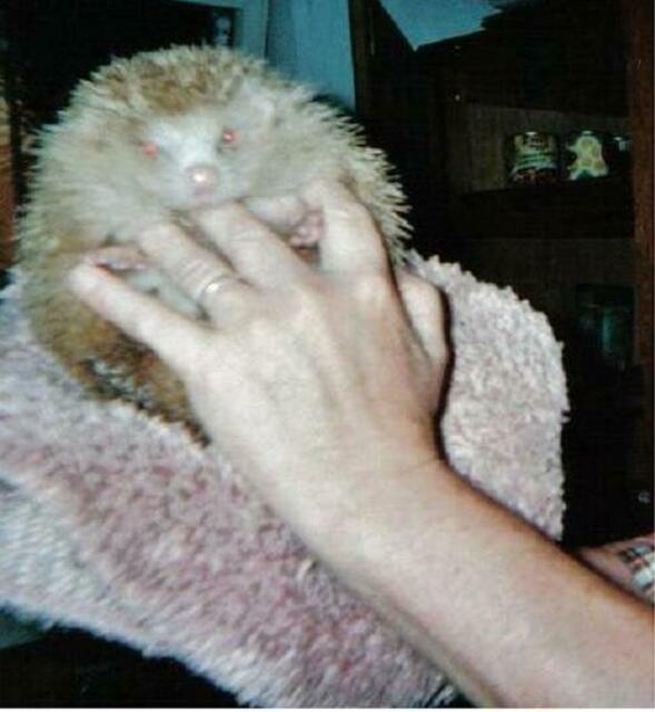 weisser IGEL