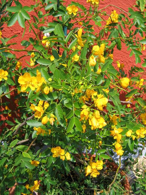 Blütenpracht den Sommer über