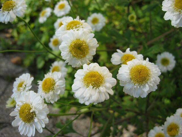 Blumenpracht in St.Ottilien