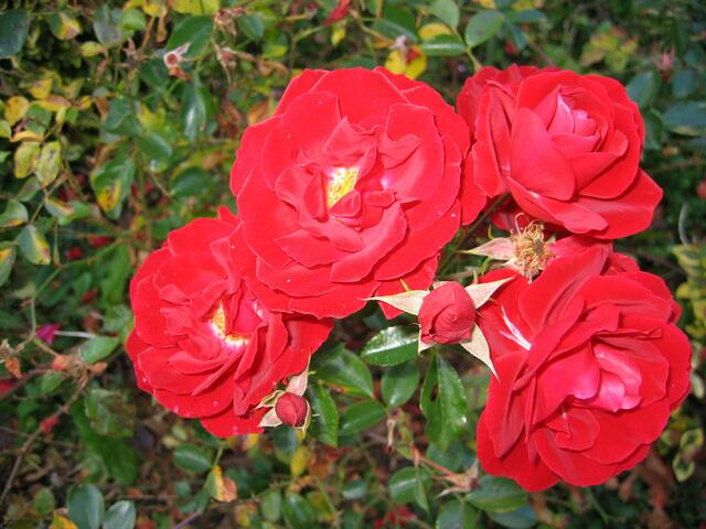 Blumenpracht in St.Ottilien