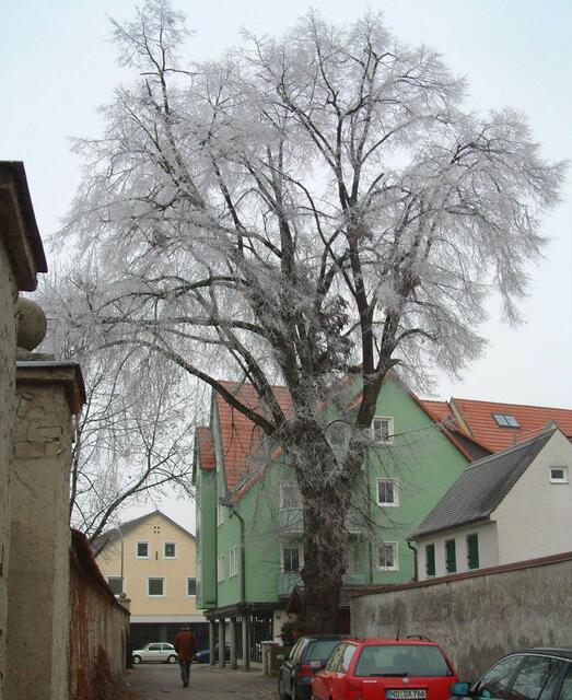 Der Linde am Franziskanerweg sieht man nicht an, welche Geschenke sie für Schrobenhausen bereit hält.