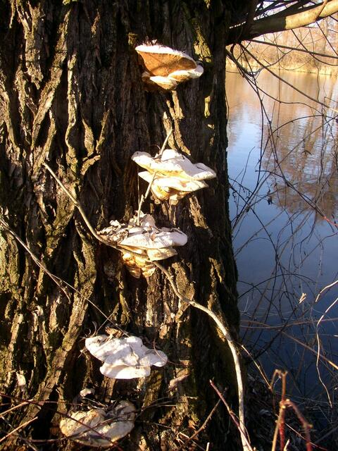 Der Pilzbaum mit Bick auf den Weiher