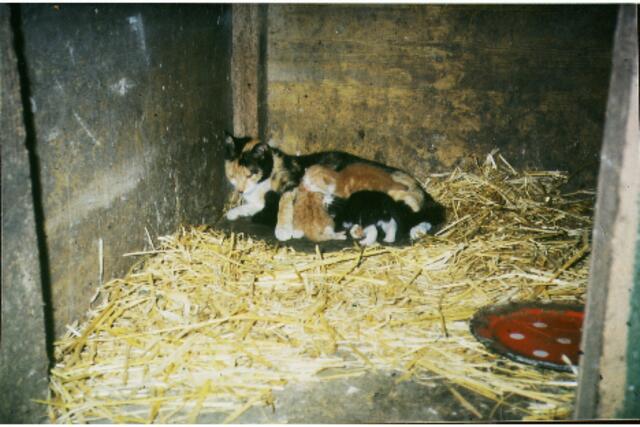 Dynastiebegründerin Minka - Sommer 1985