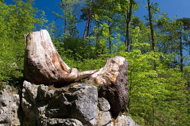 Was diese Wurzel im Laufe der Jahre alles gesehen hat?