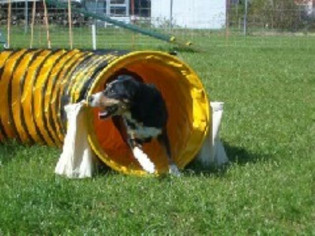 Spaß mit Hund