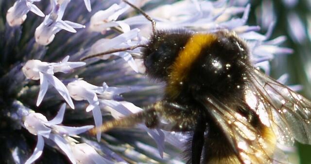 Hummel