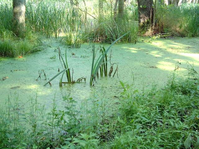Geheimnisvolles Moor ...