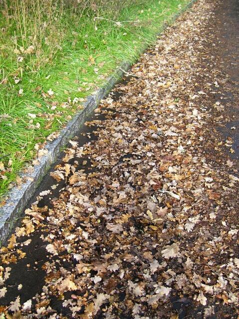 viele Eicheln - strenger Winter?