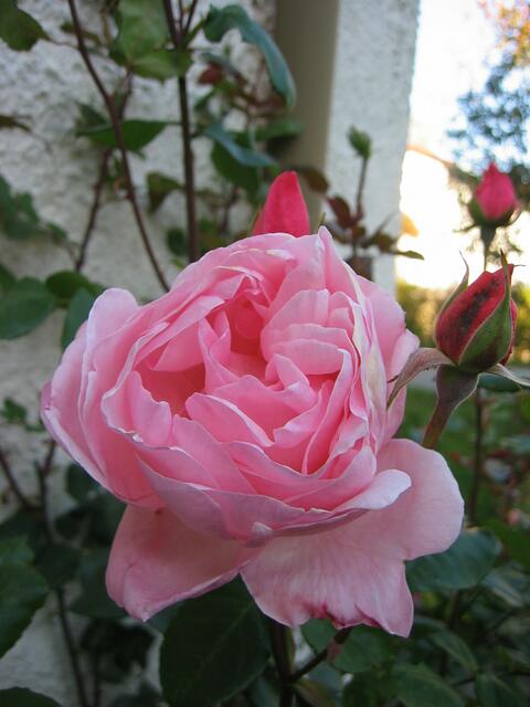 Blumenpracht in St.Ottilien