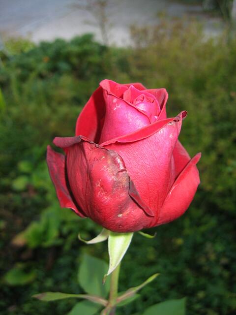 Blumenpracht in St.Ottilien