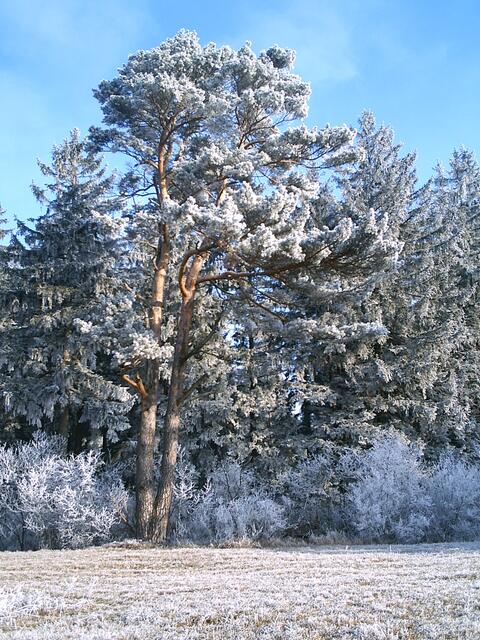 Kiefer im Winter
