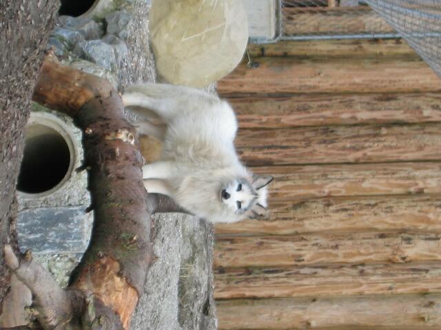 Polarfuchs - stehe ich richtig?