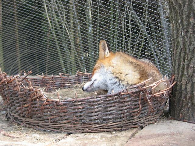Fuchs im Korb - muß das sein, daß ihr mich weckt.?