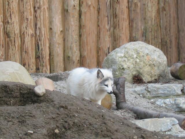 Polarfuchs - hast du mich doch erwischt?