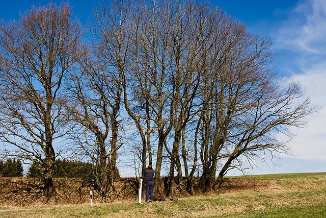 Der Staren-Baum