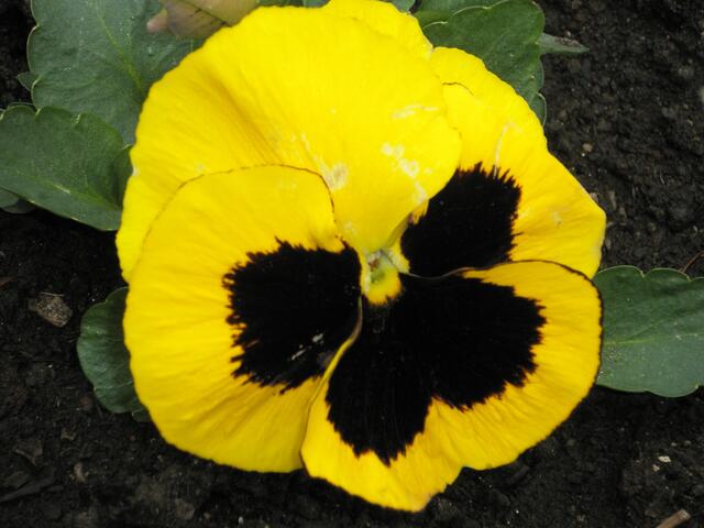 ein besonders großes, gelbes Stiefmütterchen