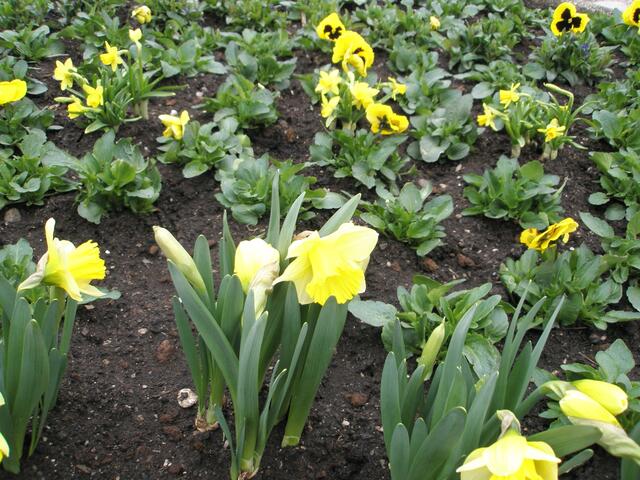 gelbe Bepflanzung um den Brunnen