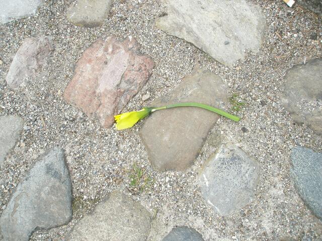 Schade, dass man die Blümchen abrupft und wegwirft